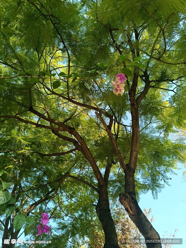 绿树蓝天间的烂漫繁花