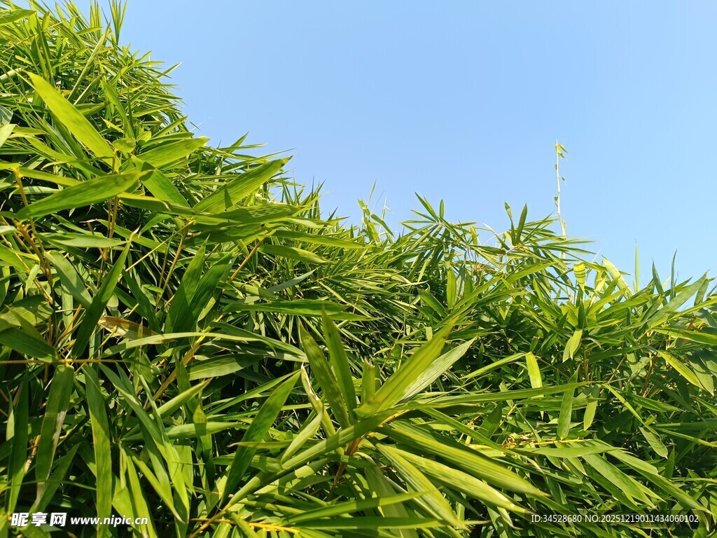 翠绿竹叶映蓝天