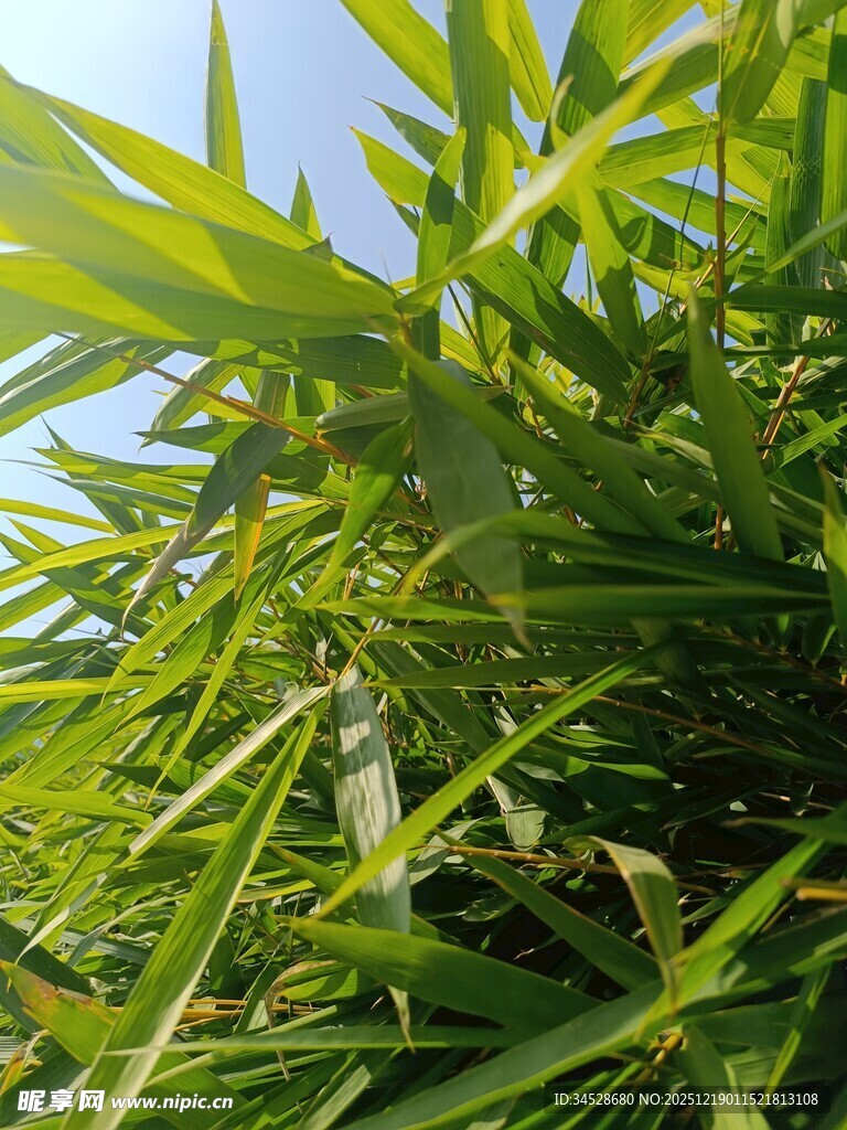 阳光下的翠绿竹叶