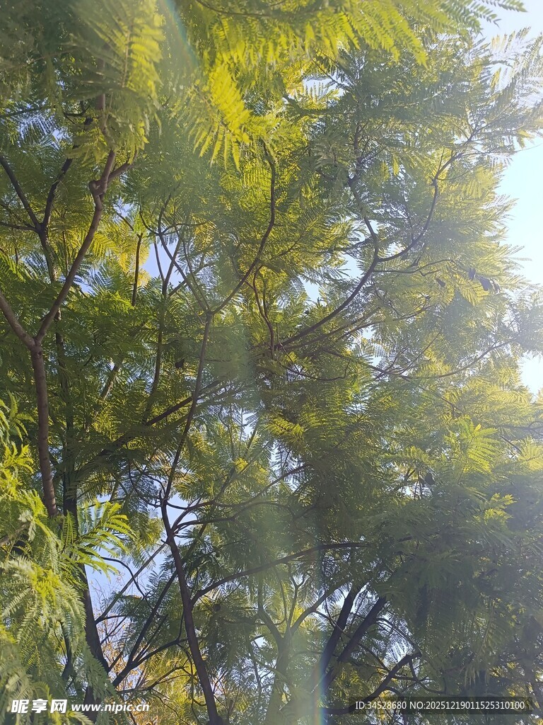 阳光洒落茂密树林间