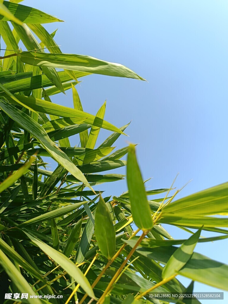 蓝天映衬下的翠绿竹叶