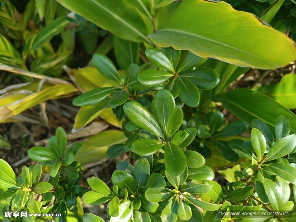 翠绿茂密的丛生植物