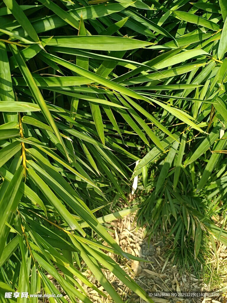 翠绿竹叶下的隐秘景象