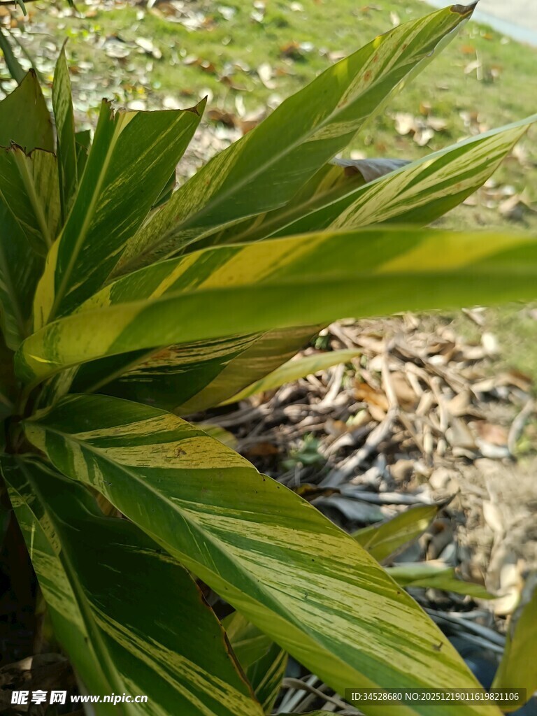 翠绿条纹叶片特写