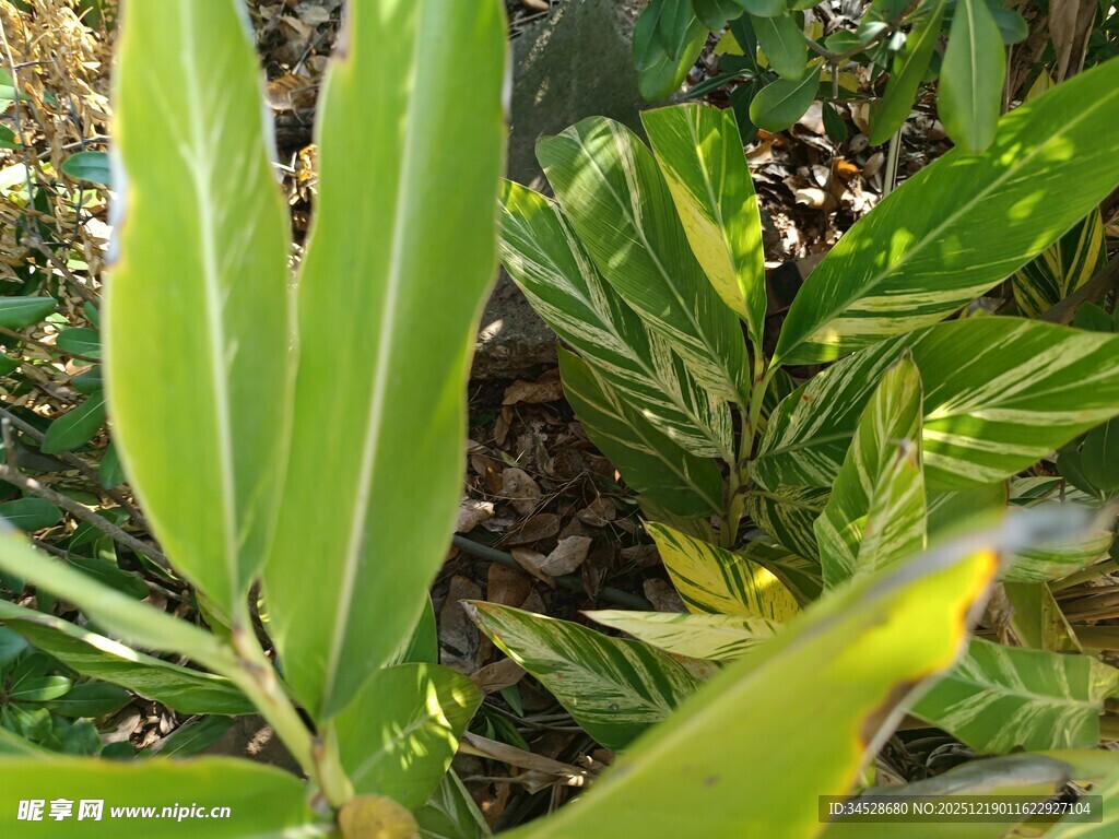 翠绿植物叶片特写