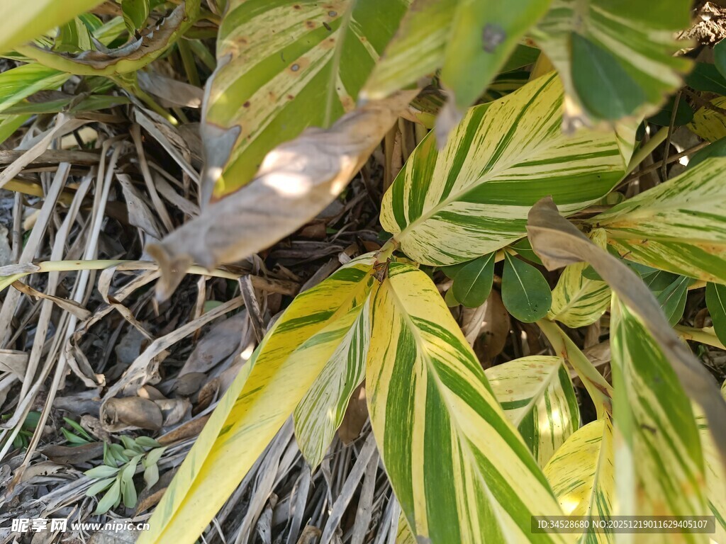斑斓叶片的植物特写