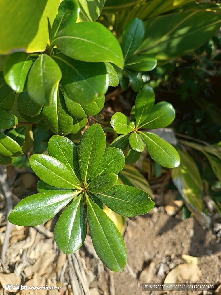 绿叶繁茂的植物特写
