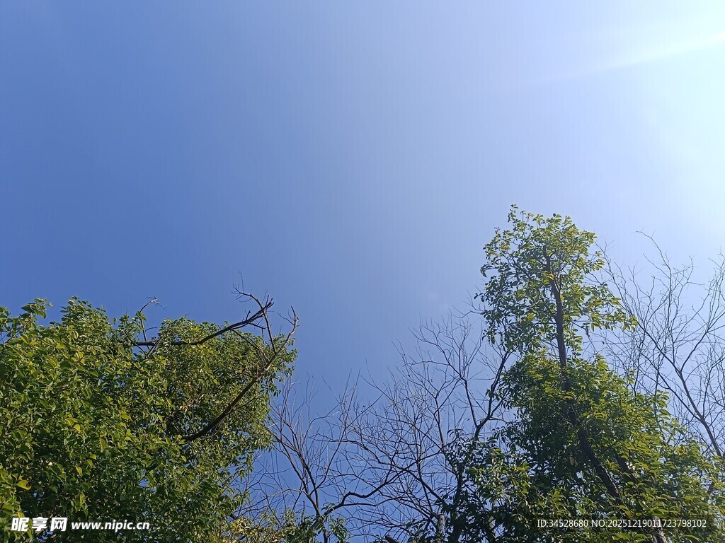 阳光下的绿树蓝天