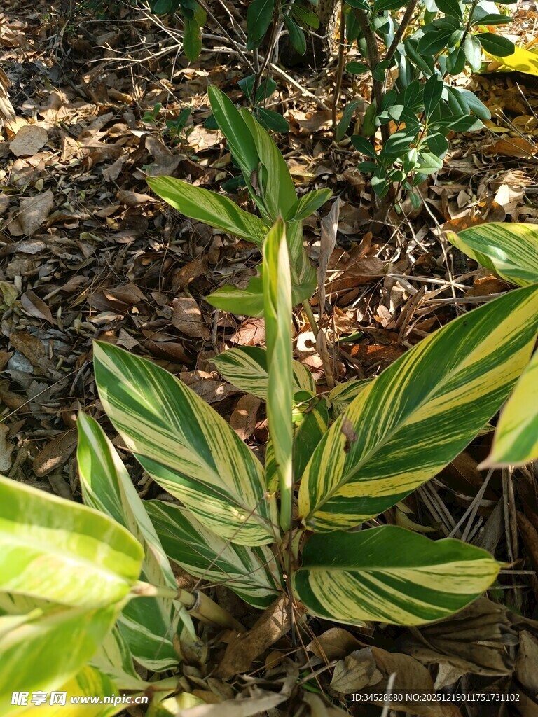 斑斓条纹绿植特写