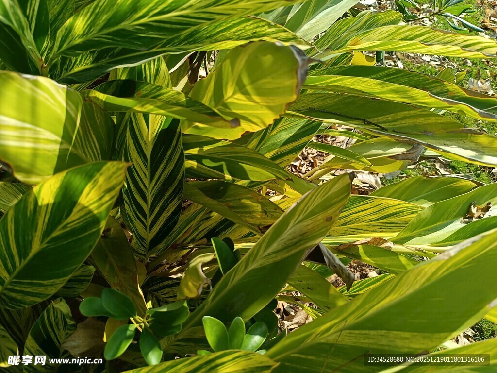 绿叶丛中的未成熟果实