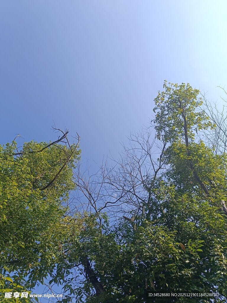 仰观蓝天绿树