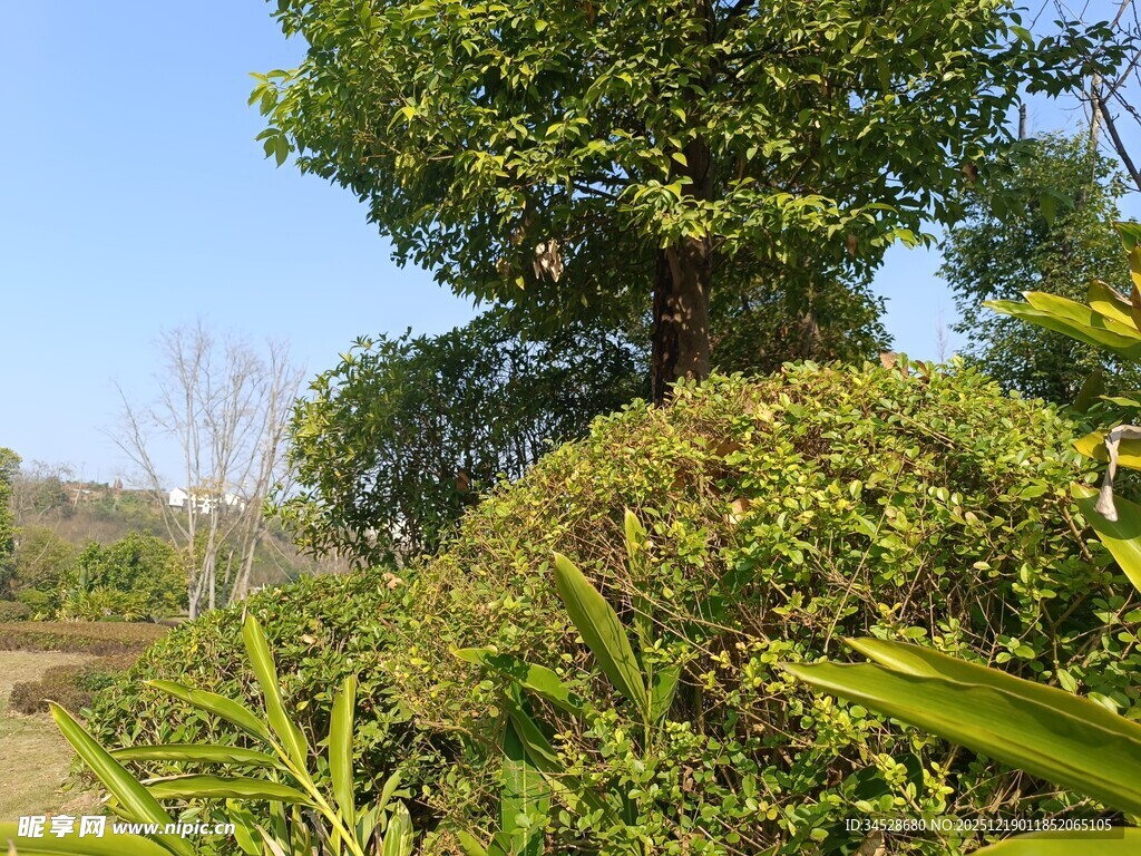 繁茂绿树与周边绿植景观