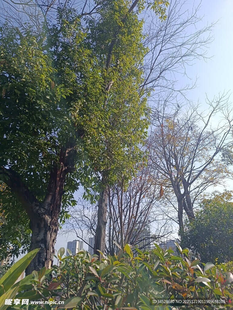 户外树木绿植景致