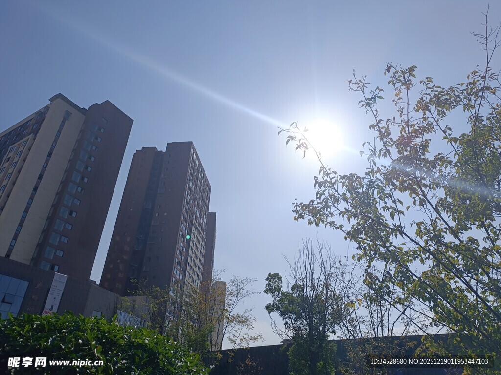 阳光下的城市高楼与绿树