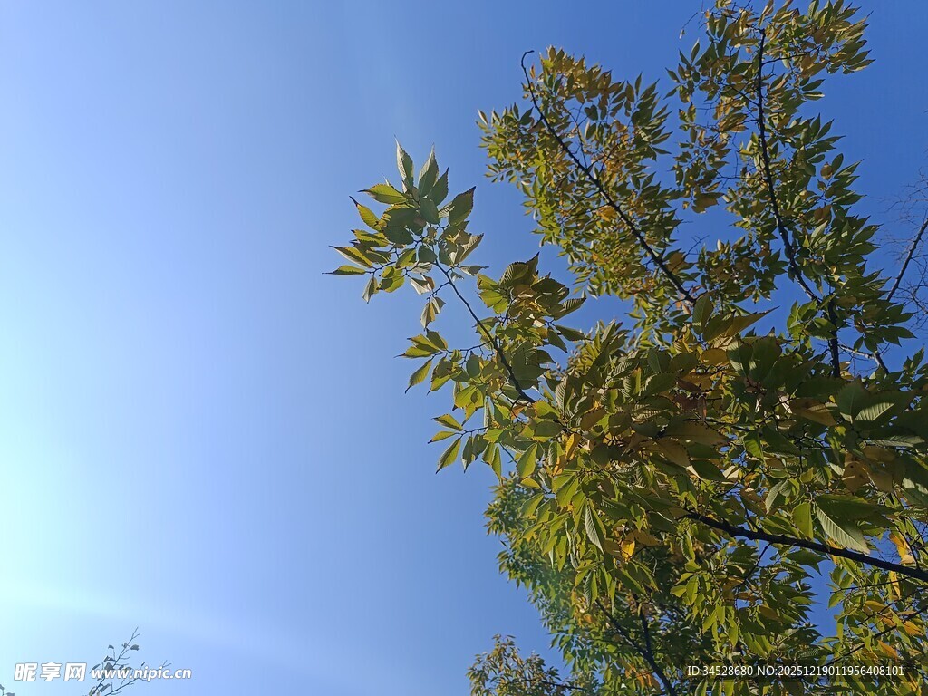 蓝天映衬下的繁茂绿树