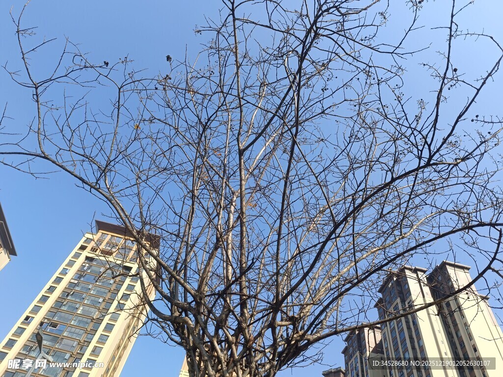 冬日枯树与高楼景观