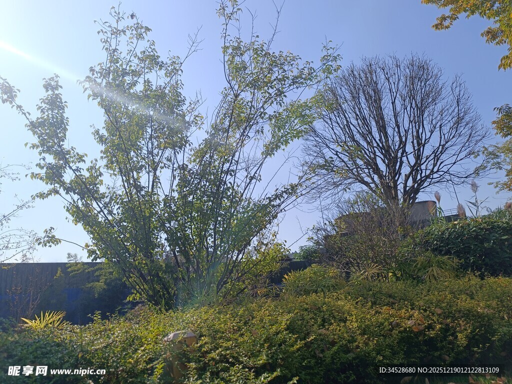 户外繁茂绿植与蓝天景致