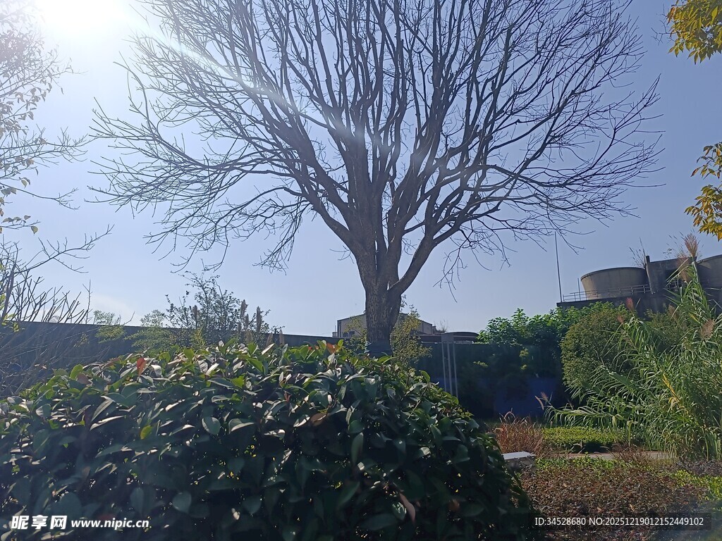 阳光下的光秃树木与绿植