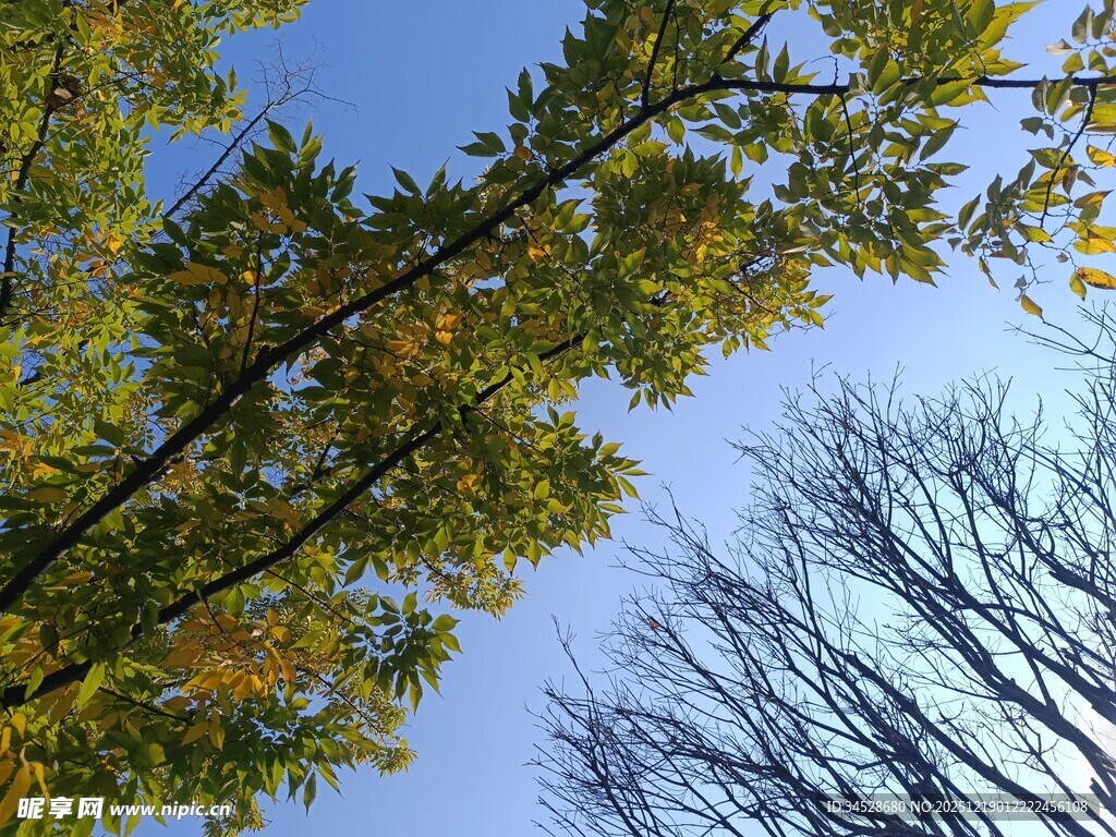 秋日树梢与蓝天