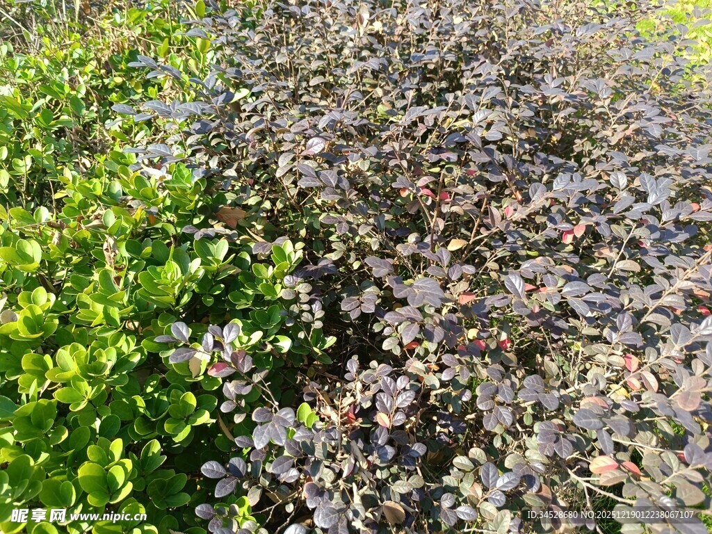 绿叶紫叶交织的植物景观