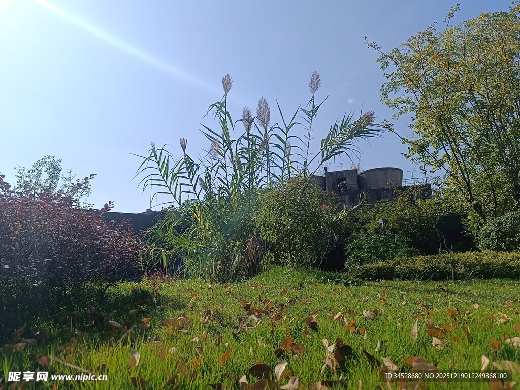 户外草地绿植自然风光