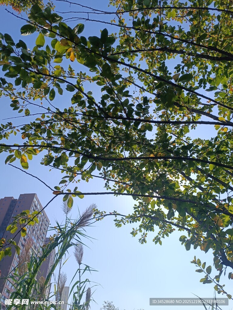 仰视视角下繁茂的树枝