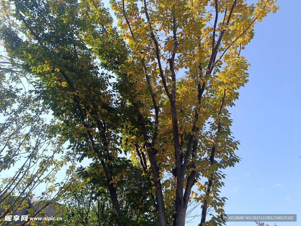 秋日挺拔银杏树