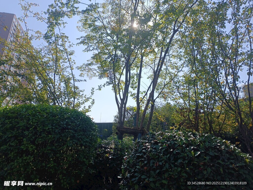 阳光洒落林间绿植景观