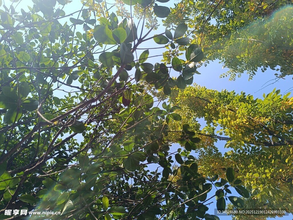 繁茂树林中的斑驳光影