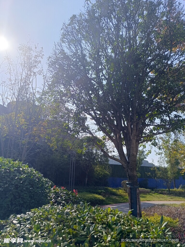 阳光照耀下的树木与绿植