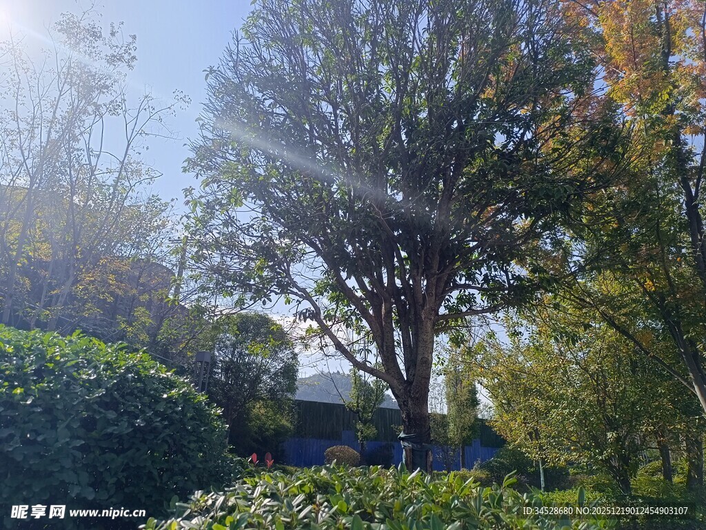 秋日阳光下的园林景致