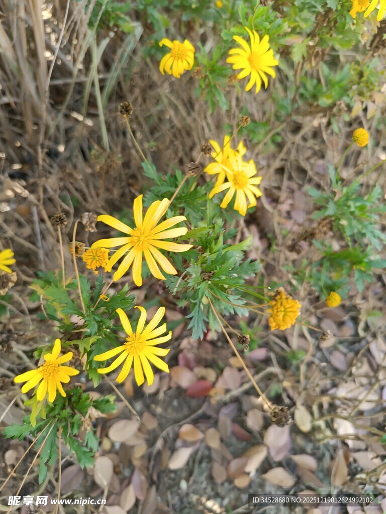 黄色小花绽放于碎石间