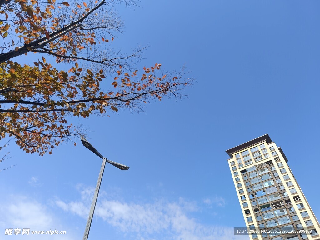 蓝天高楼旁的秋日树梢