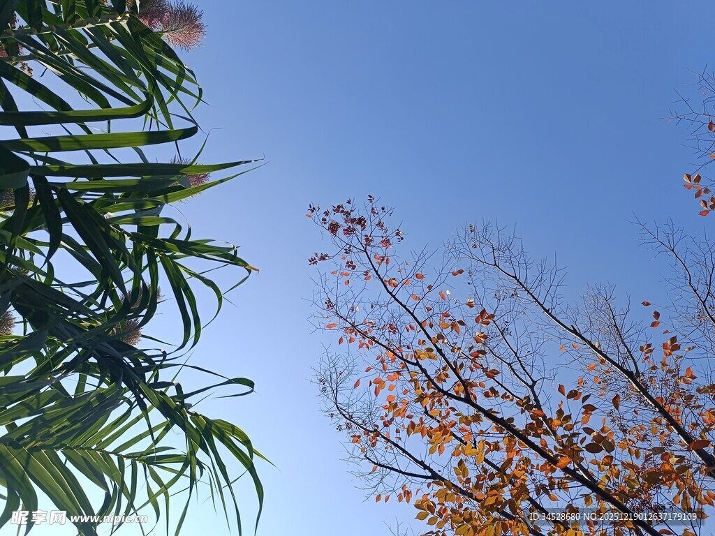 蓝天映衬下的绿植与树木