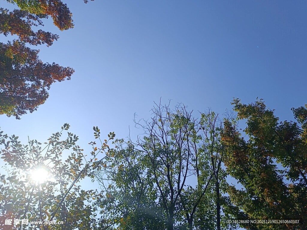 阳光透过树木的晴朗天空