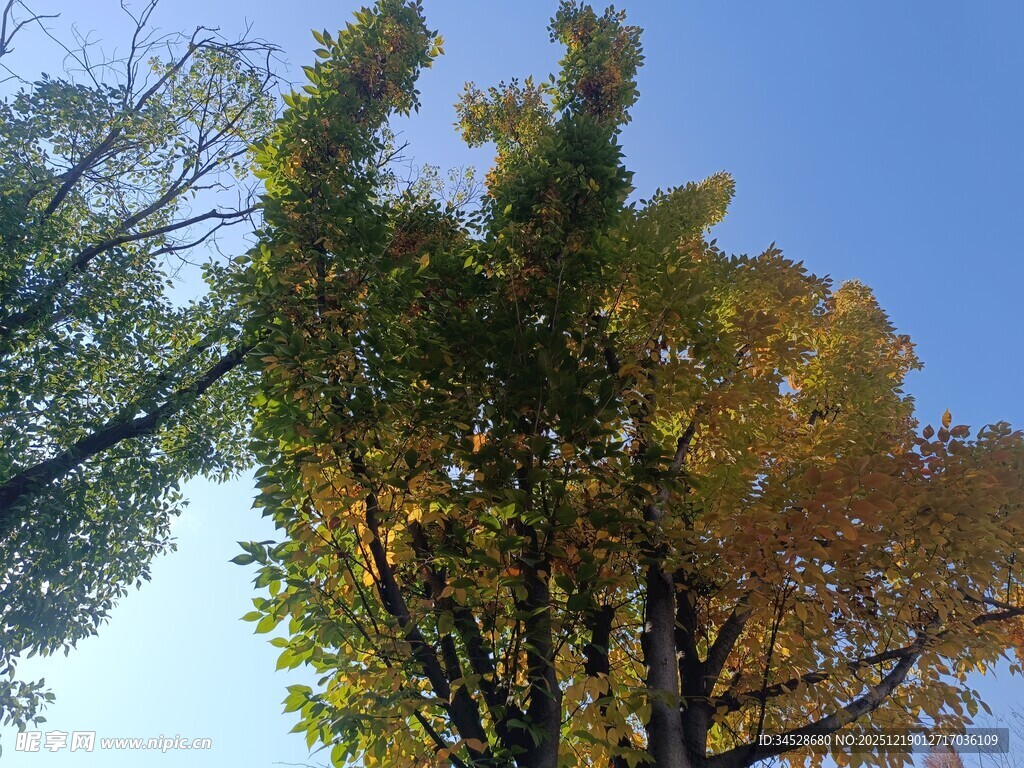 秋日仰拍多彩树木景观