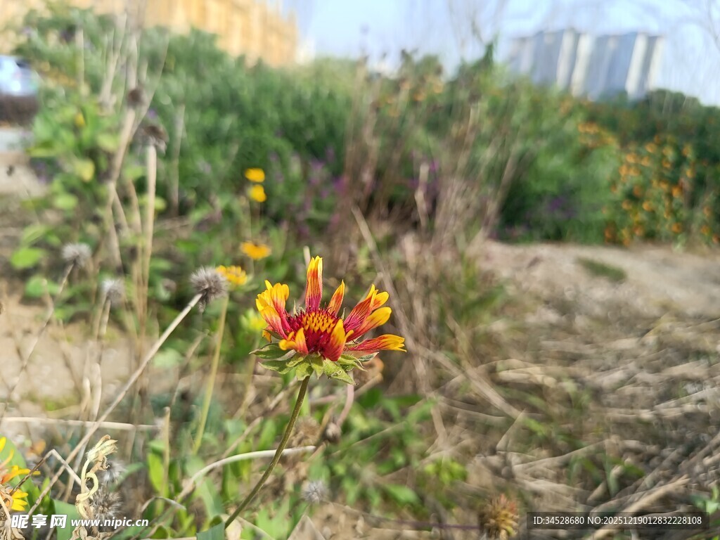 野外绽放的多彩小花