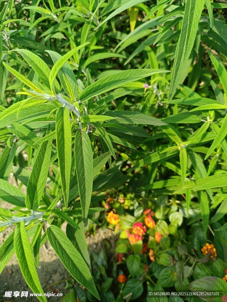 绿叶间的多彩果实