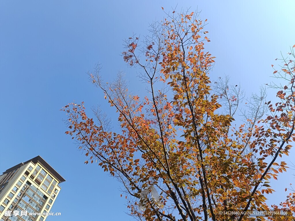 秋日高楼旁的斑斓树木