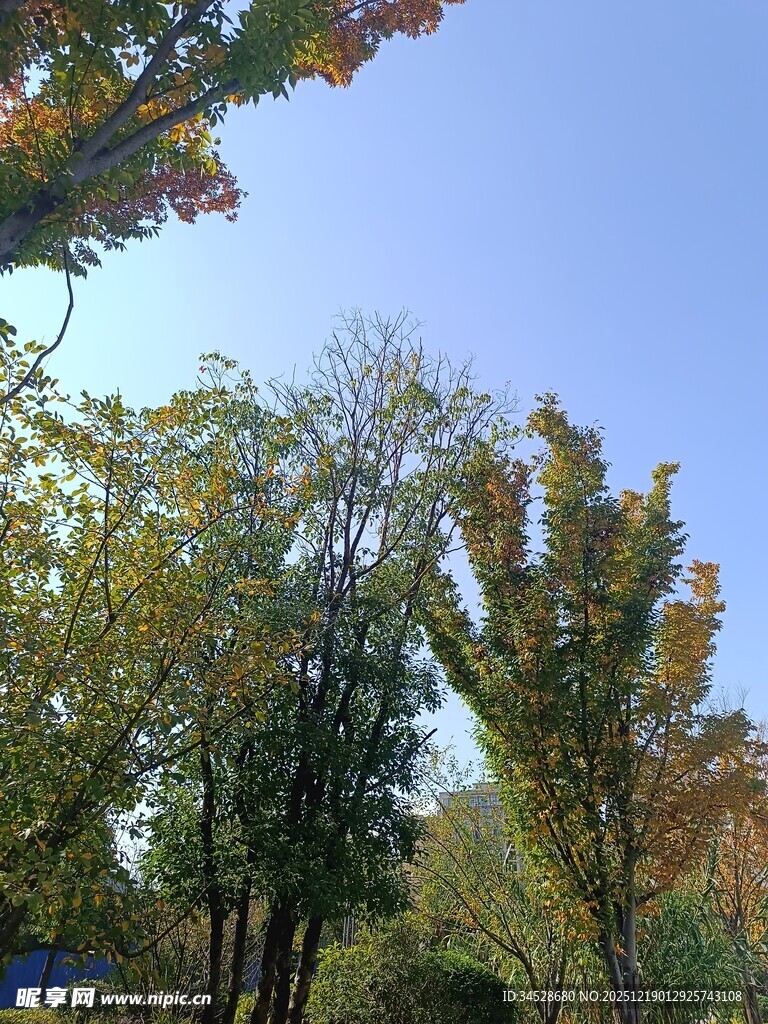 秋日树林蓝天美景