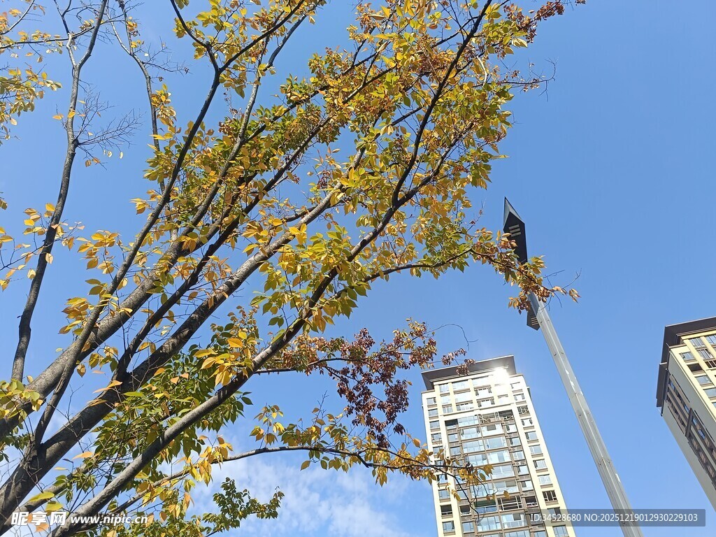 蓝天绿树旁的高楼景观