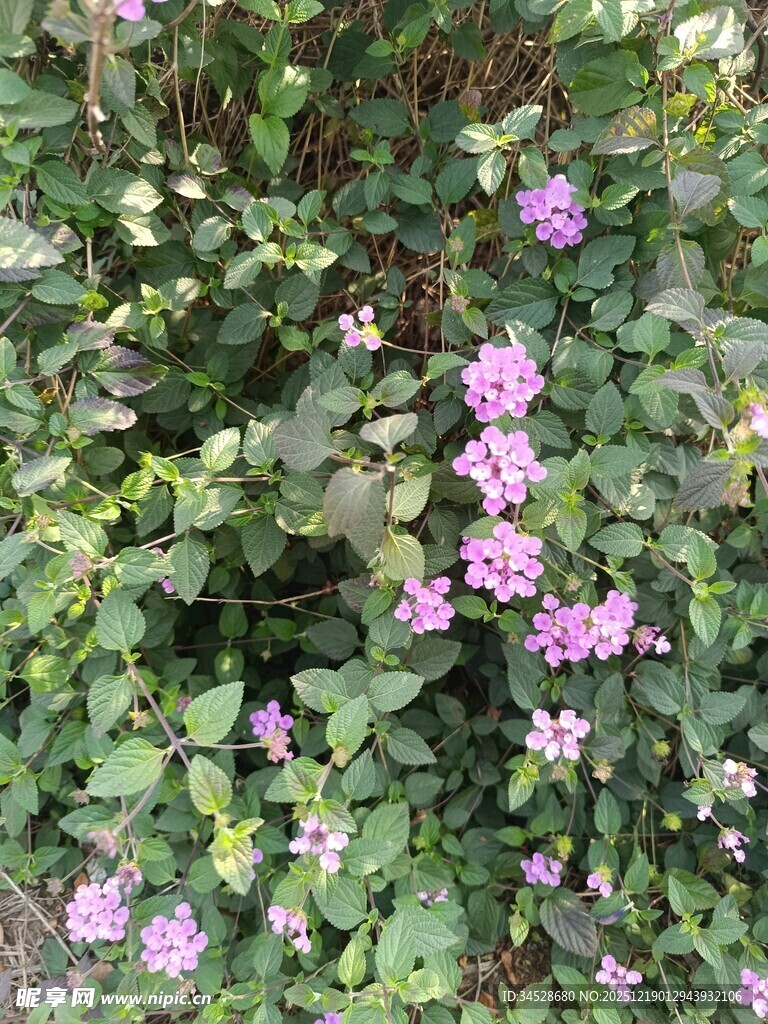 繁茂绿叶间的紫花绽放