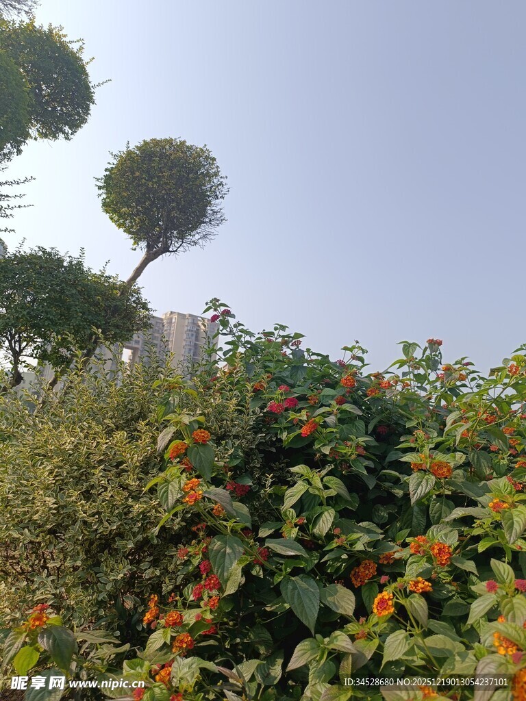 花园中的绿植与繁花