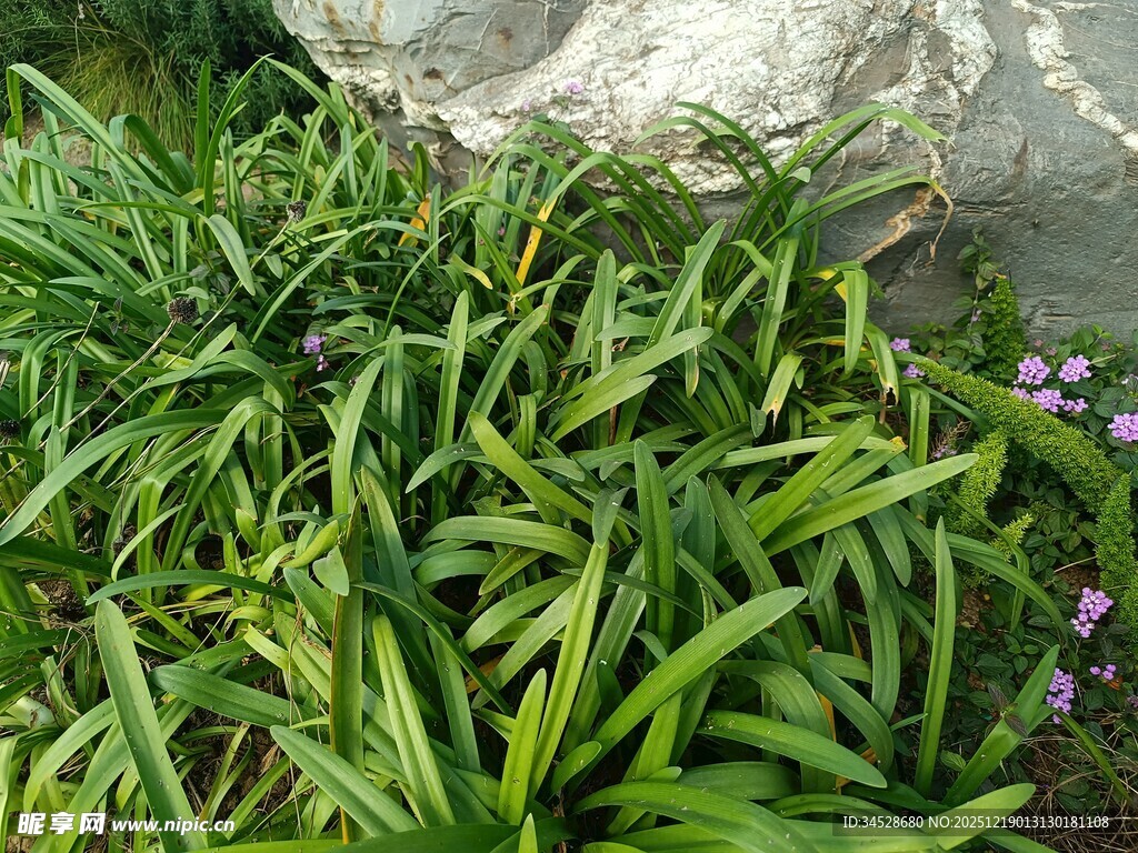 翠绿植物与紫色小花景观