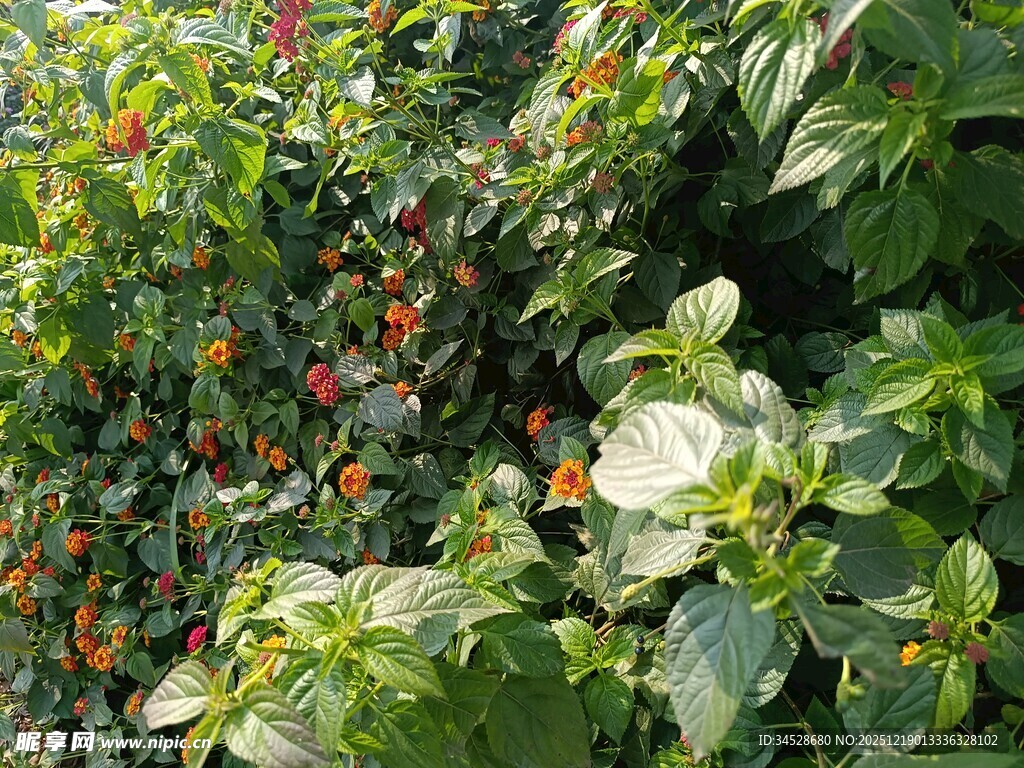 绿叶间的红色果实