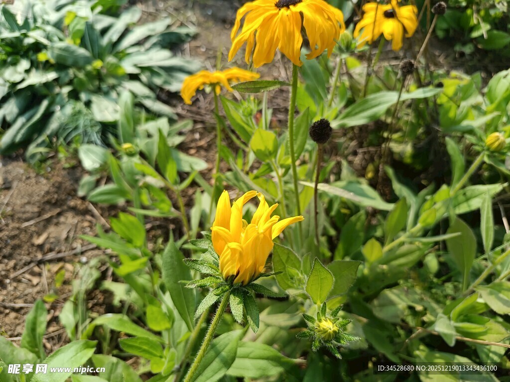 花园中绽放的黄色小花