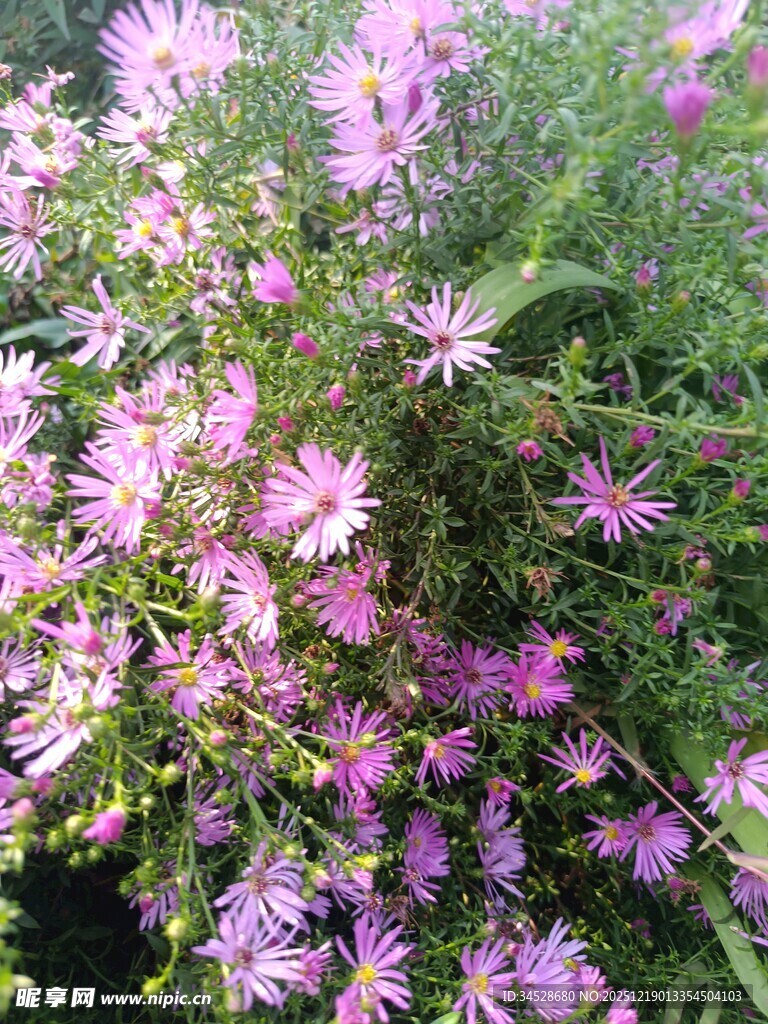 绽放的粉色美丽花卉