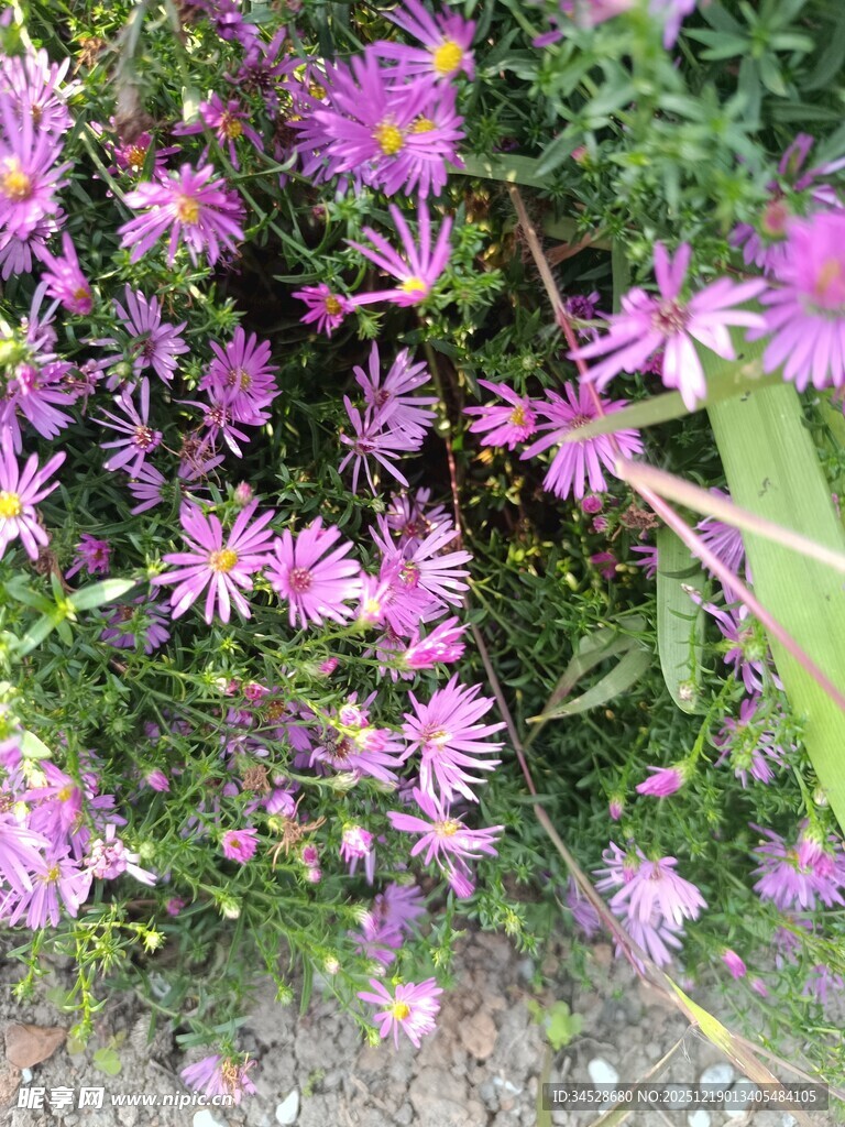 紫色小花绽放生机