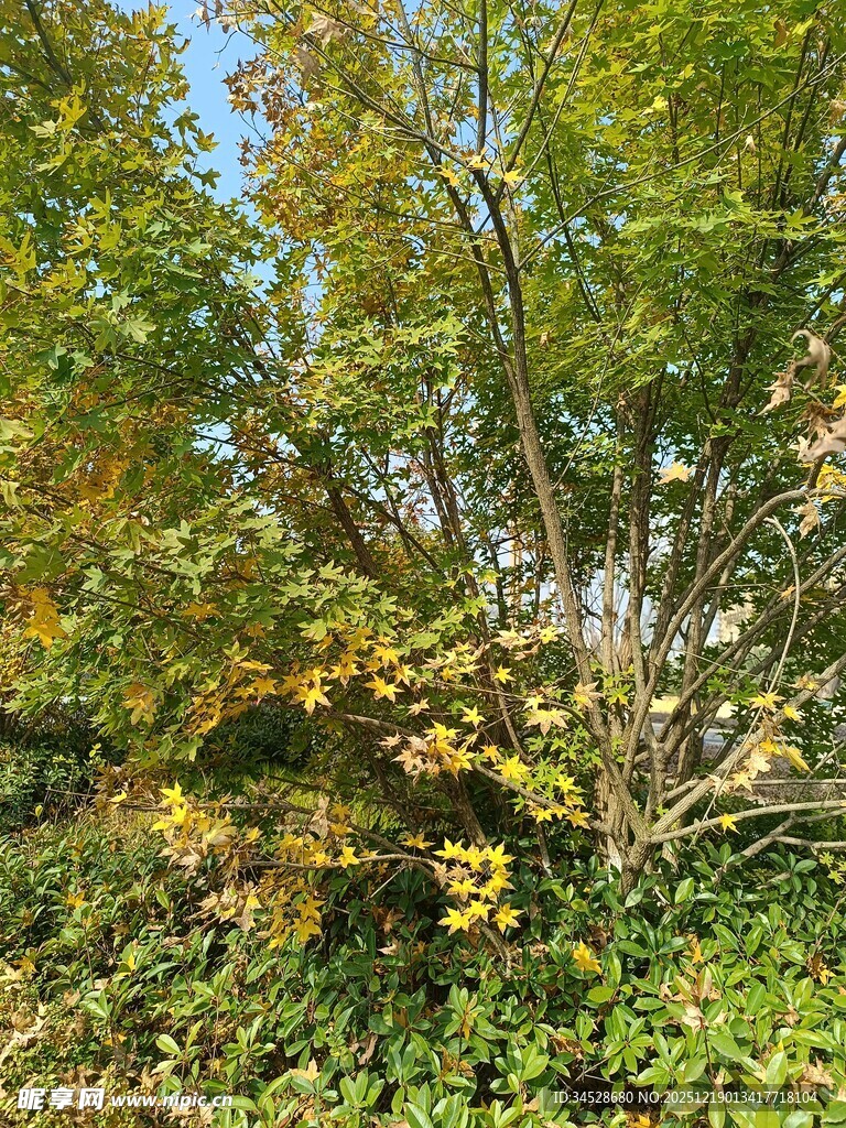 秋日繁茂树木与绿植景观