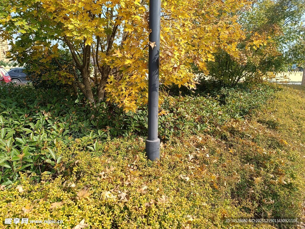 秋日路边斑斓植被景观